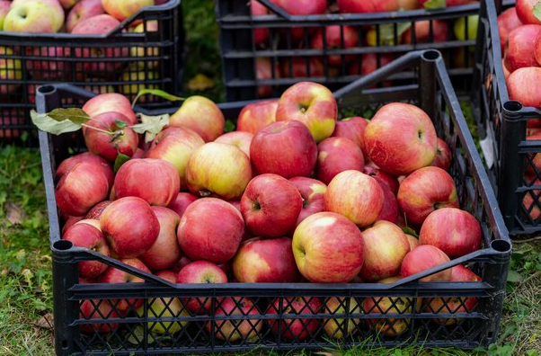 Лью под яблони в сентябре-октябре 2 ведра раствора. Урожай бьет все рекорды прошлых лет