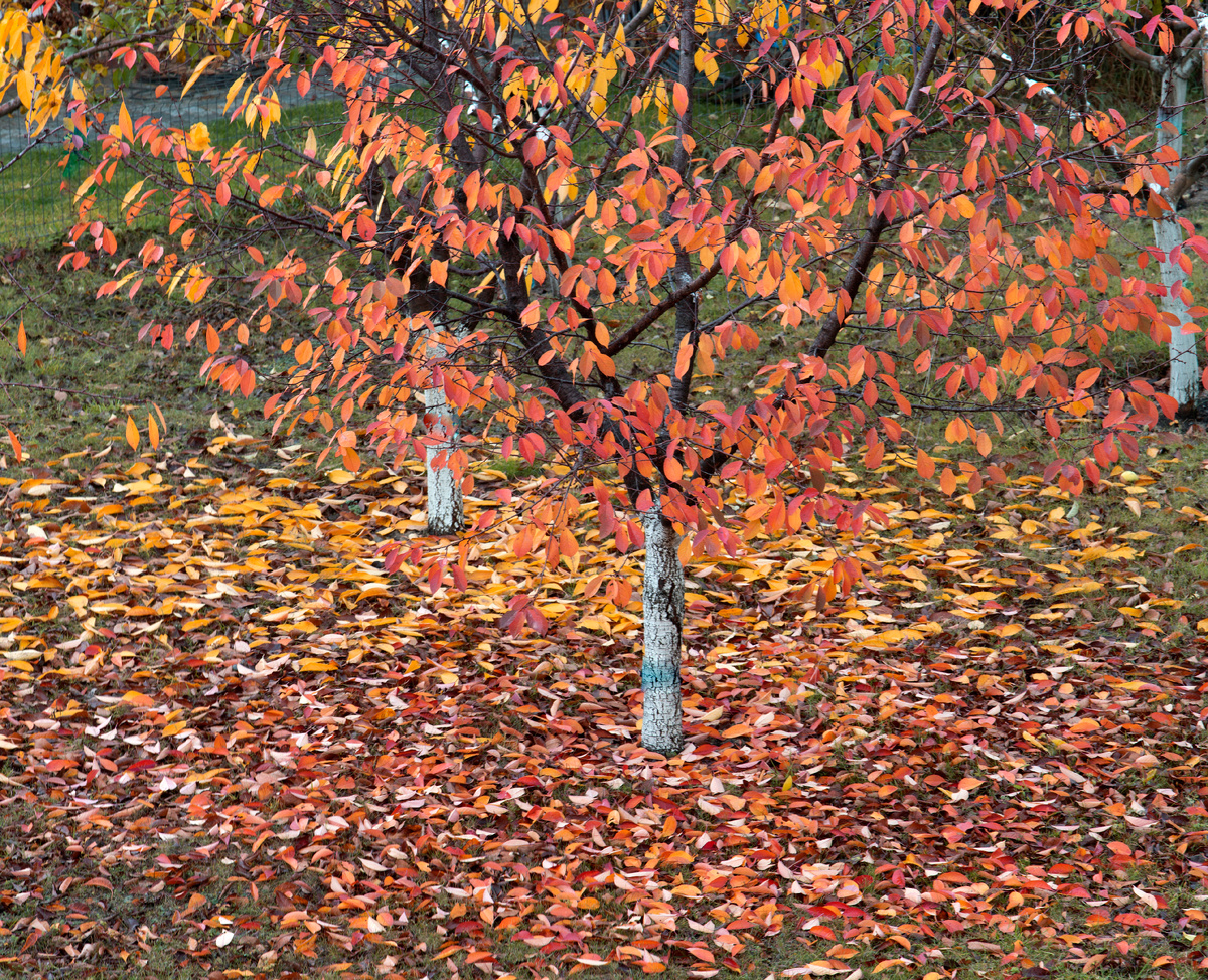 фото:Nikolay Gyngazov/Global Look Press