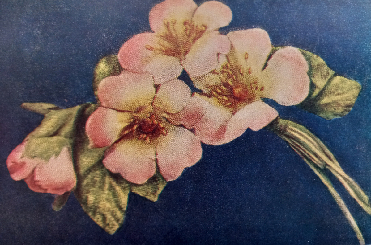 Веточка цветущей яблони. В качестве иллюстраций к статье использована книга Е. П. Сухоруковой 1962 года издания.