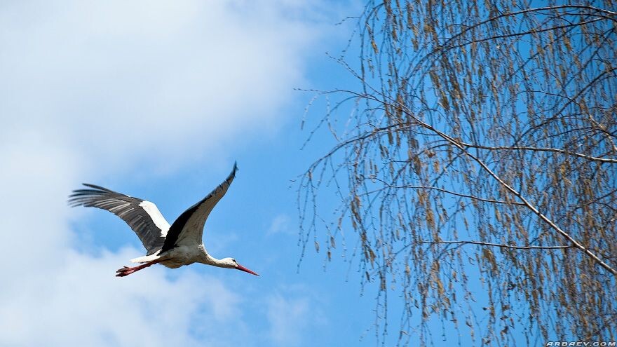 Мимо пролетел