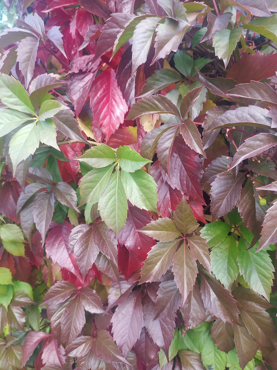 Осеннее, уютное