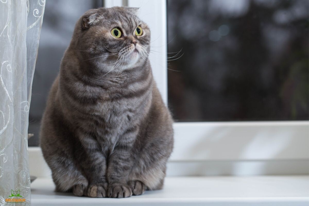 Скоттиш-фолд 