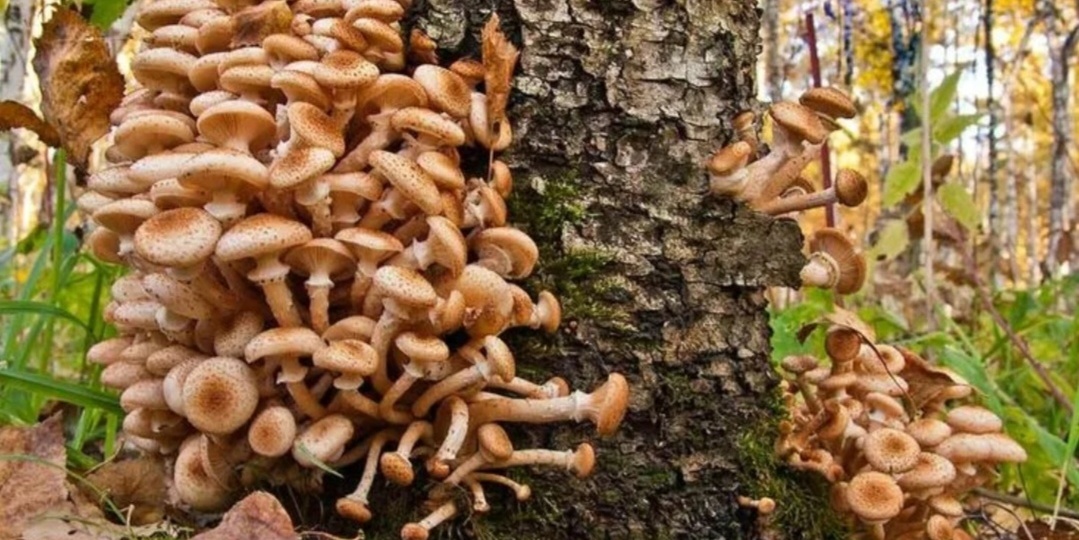 Начался сезон опят. Что нужно знать.