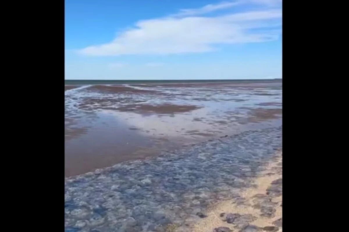    «Откат» воды на Азовском море вызвал кисель из медуз.