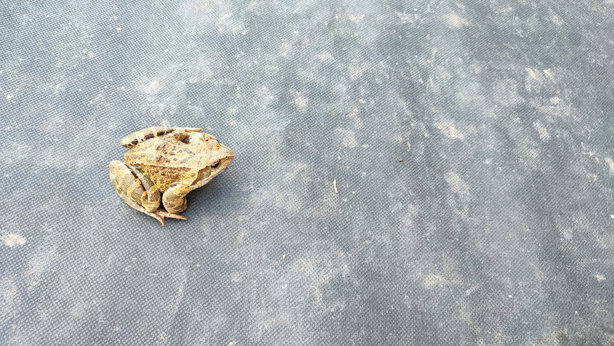 Многочисленные соседи