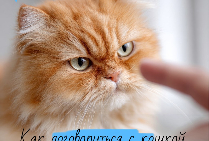 Как договориться с кошкой, если наказывать нельзя