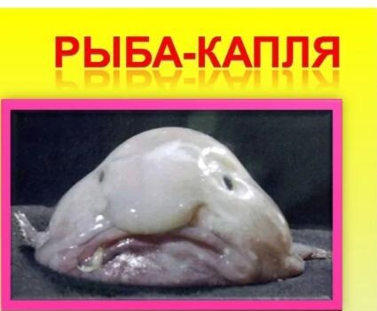 Эволюция рыб часть 3.