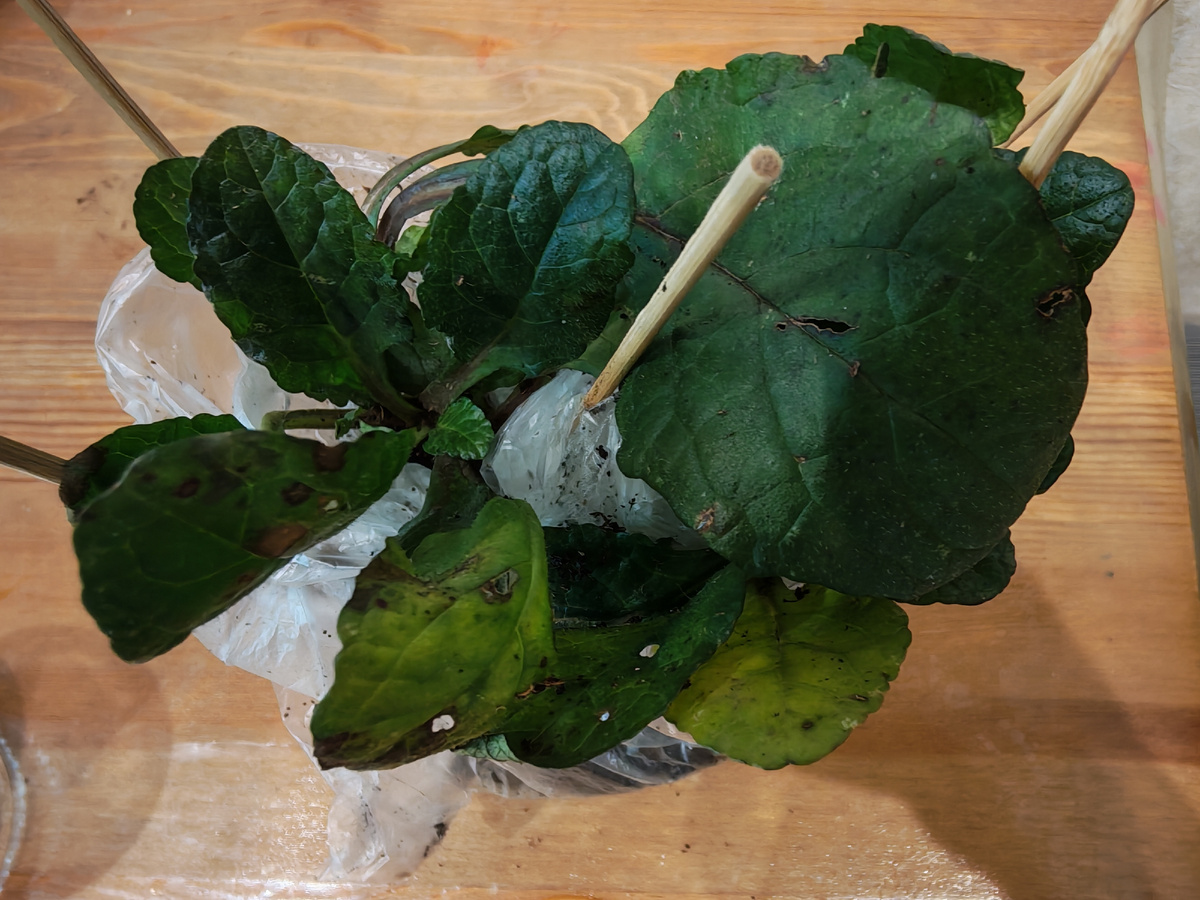 Буквально только что распаковала посылку. Что-то цвет не очень похож на Блэк Скэллоп. Может быть солнышка маловато было в питомнике, а может быть и очередной обман... 