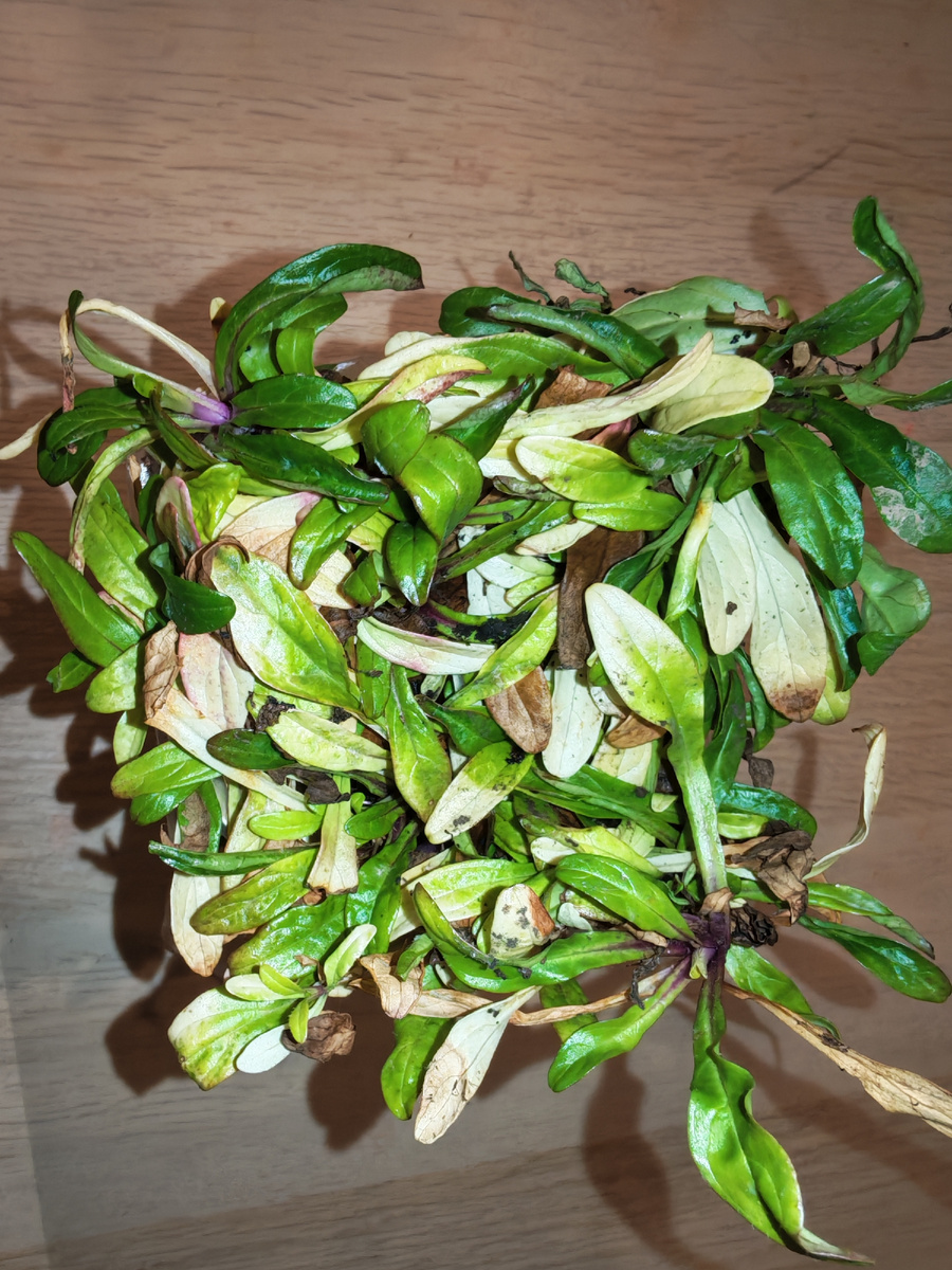 Очень долго ехала красотка, подсохла немного, но ничего реабилетируется в ОГ