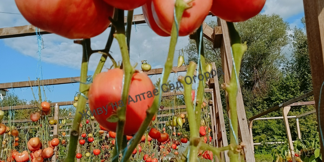 Томаты сезона из каталога на 2026год