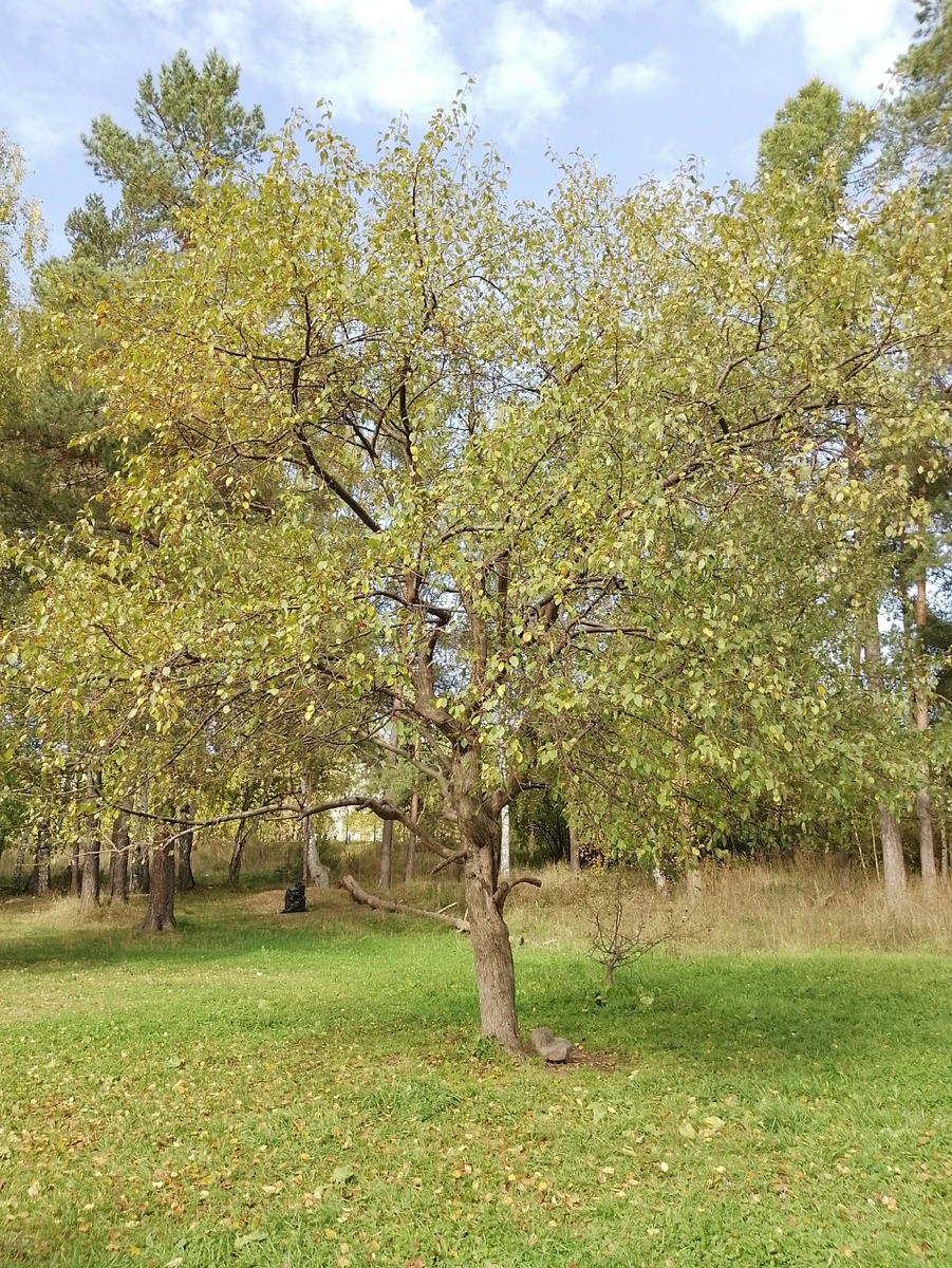 17 сентября.