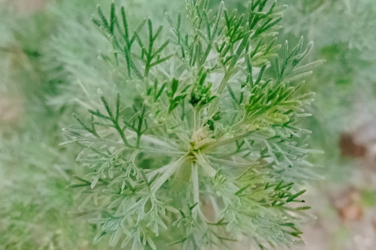 Полынь Кока-кола