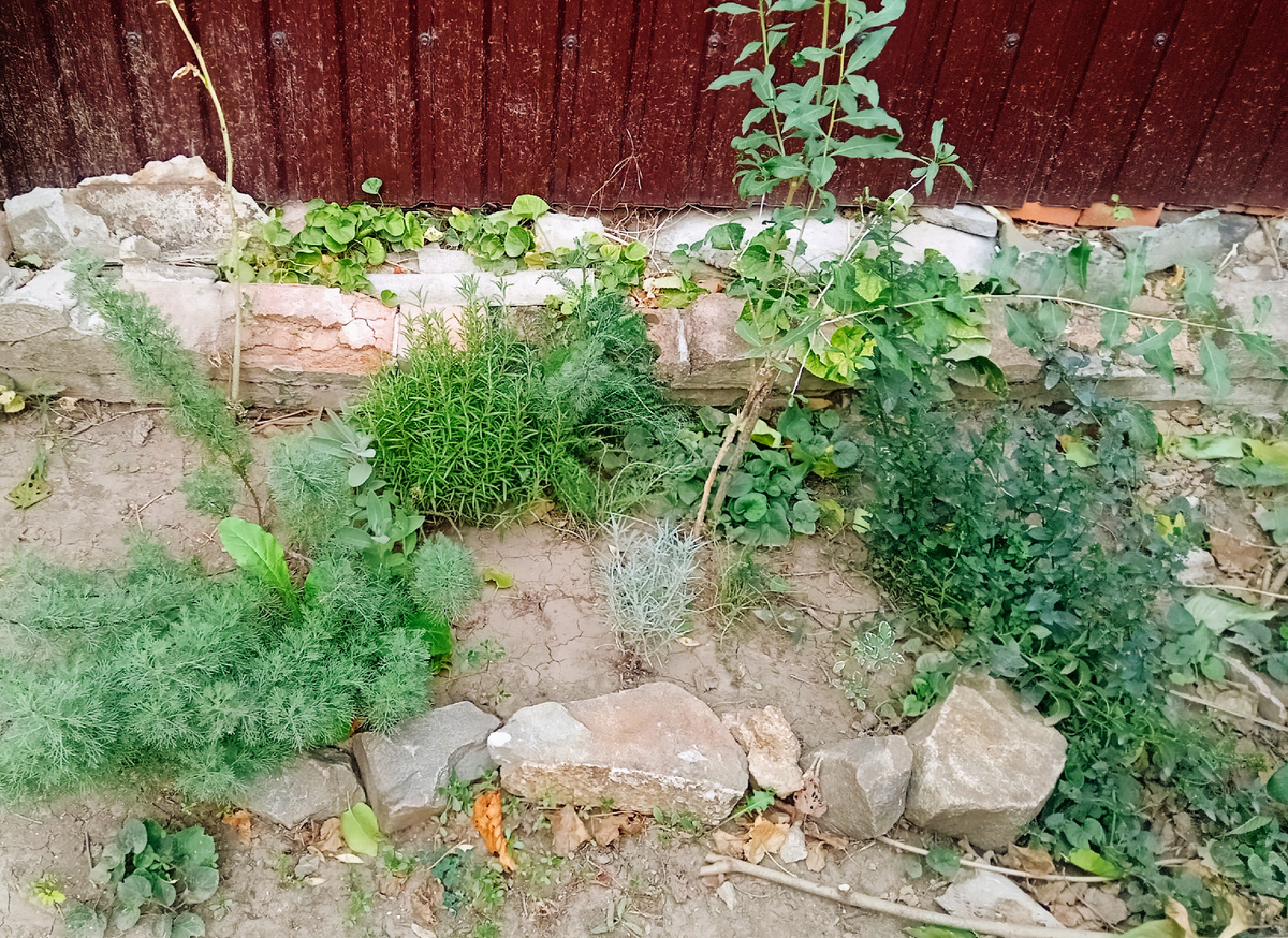 "Сухая горка"