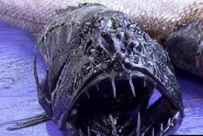 Эволюция рыб часть 3.