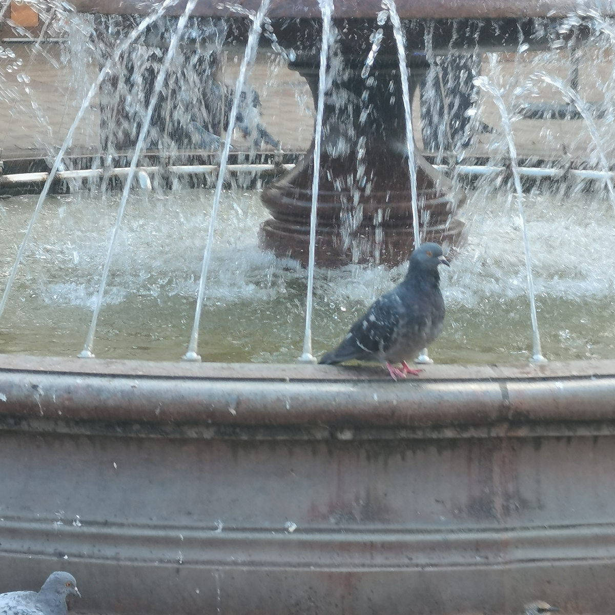 Фонтан я так себе сфоткала, больше голубя фотографировала, хотела поймать момент, как он пьёт воду из струи. Но не смогла.