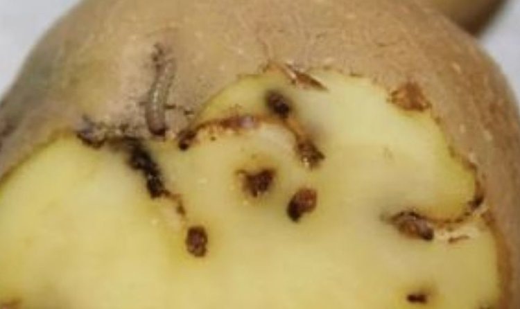    Фото: Россельхознадзор по Курской и Орловской областям