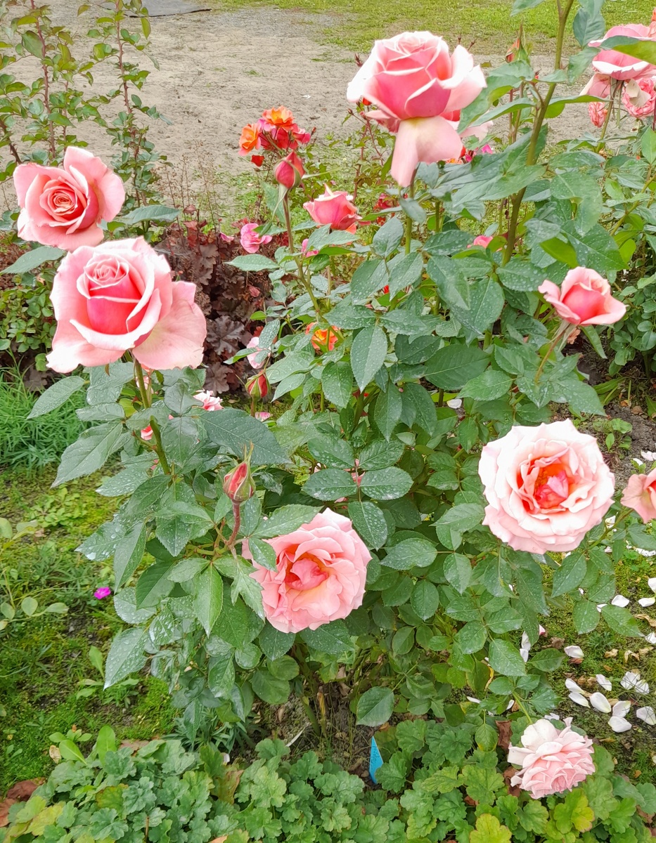 Поэзия, второе цветение.  Фото автора 