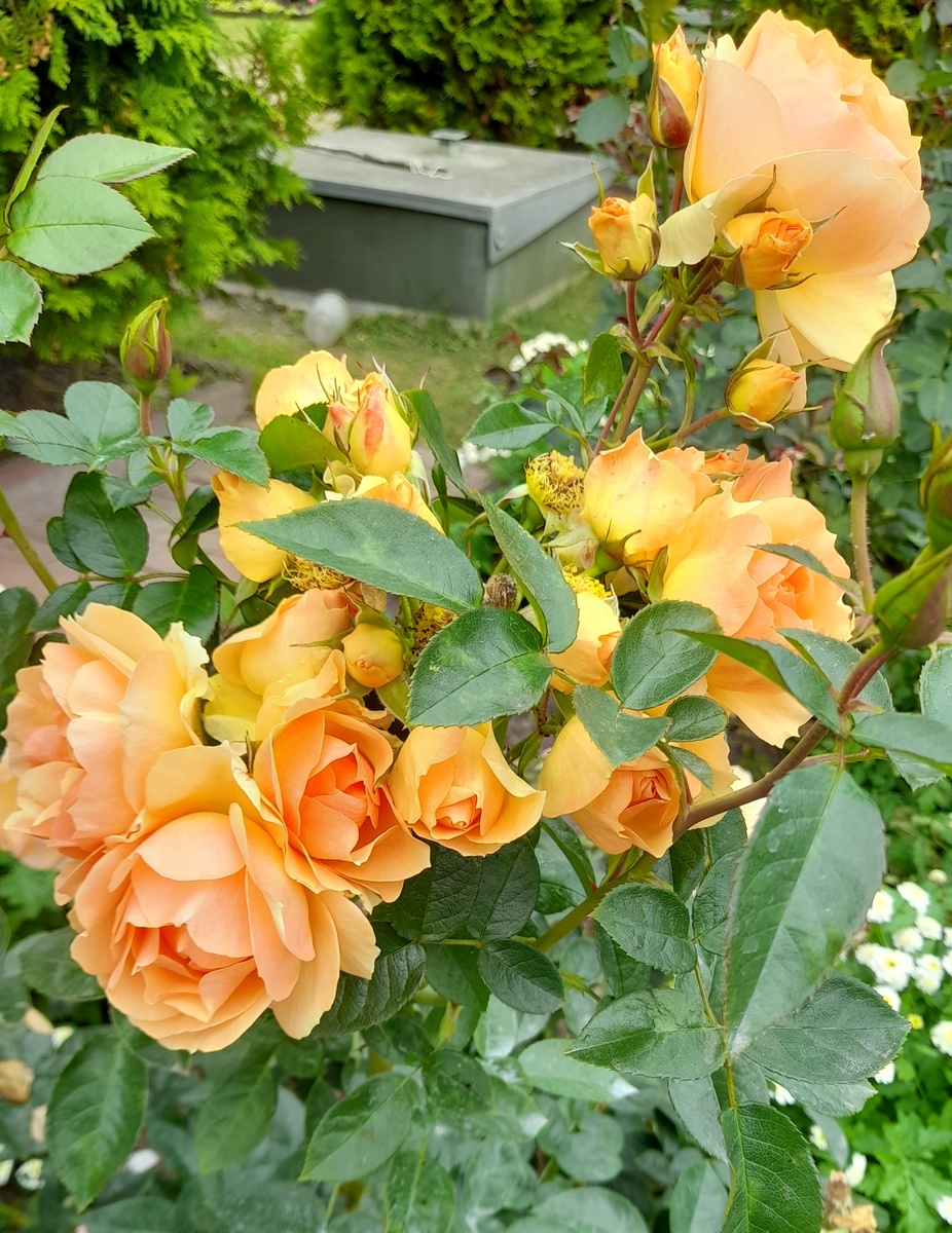 Ханзенштадт Росток, второе цветение.  Фото автора 