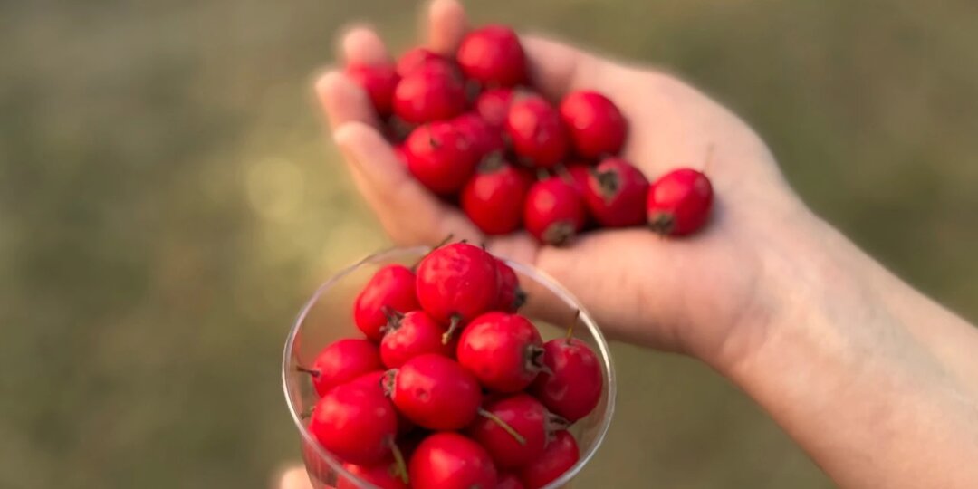 Как сушить боярышник и что из него можно приготовить