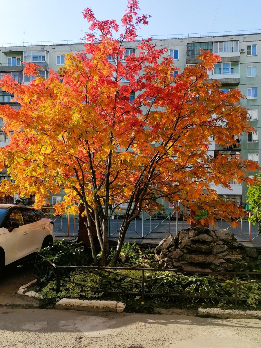 Вот вам кусочек нашего тёплого, очень солнечного бабьего лета. Фото автора. 