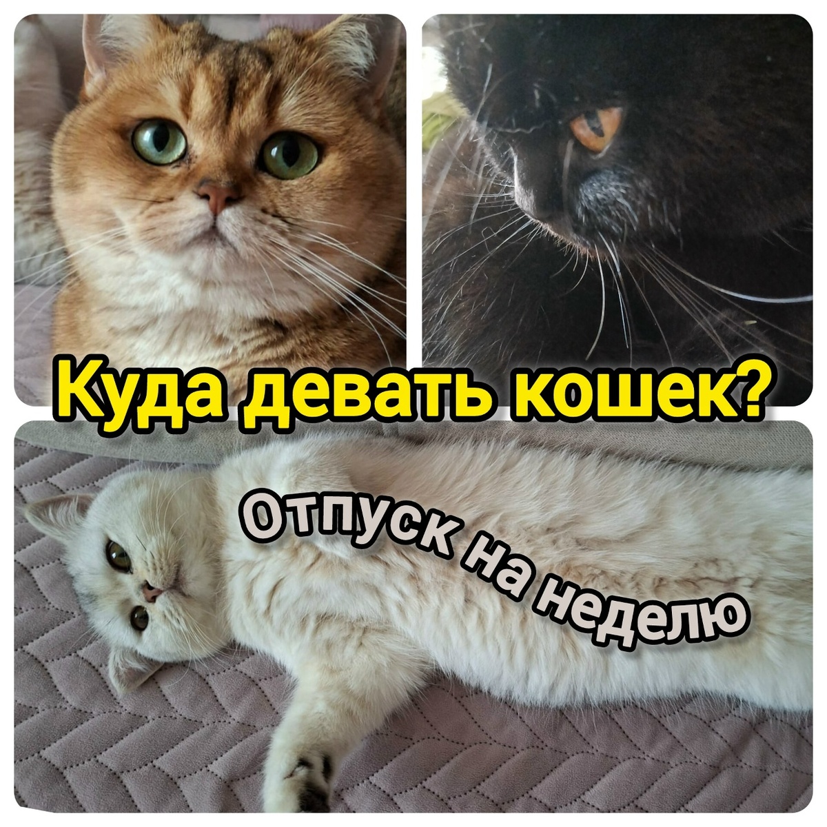 Мы кошатники