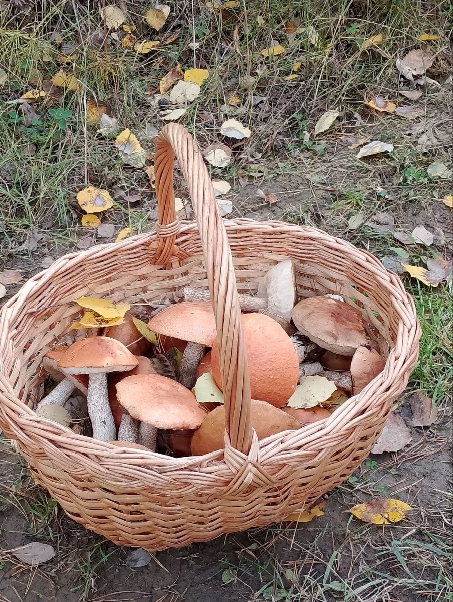 Любимое лукошко с добычей. Еще не полное, но обязательно будет) (Фото из личного архива).