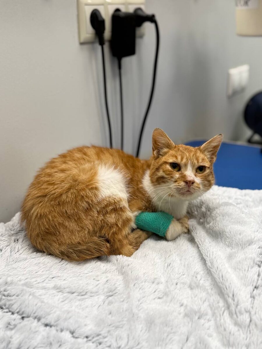 Гошенька 💔