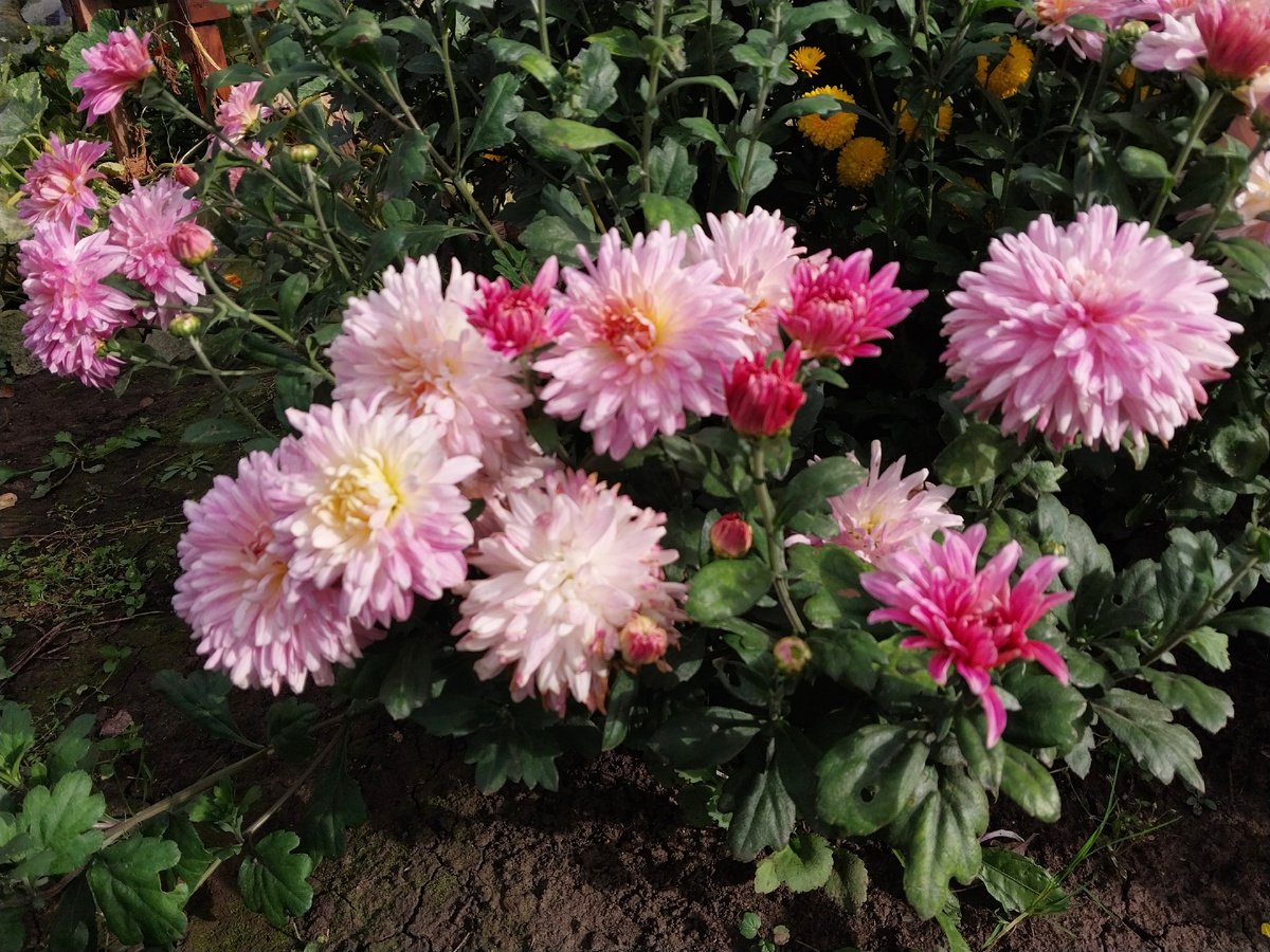 Розовая пышная красотка.