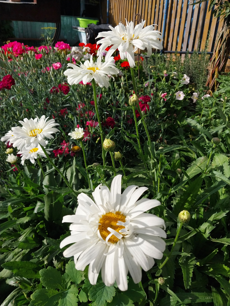 Хризантема многолетняя махровая.