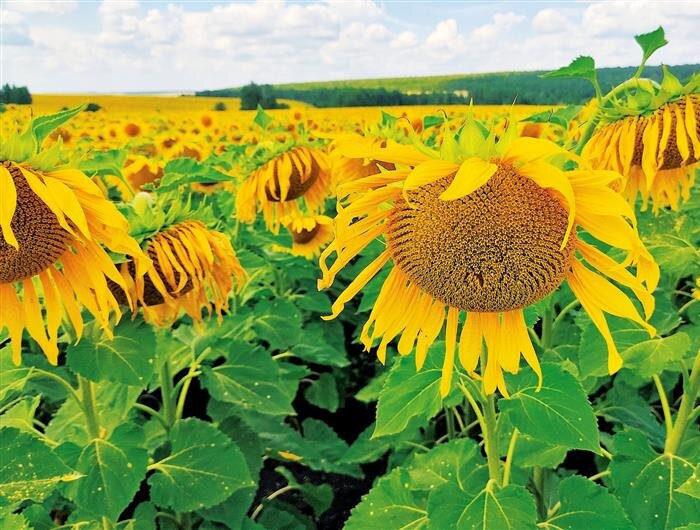    ФОТО: предоставлено компанией "Щелково Агрохим"