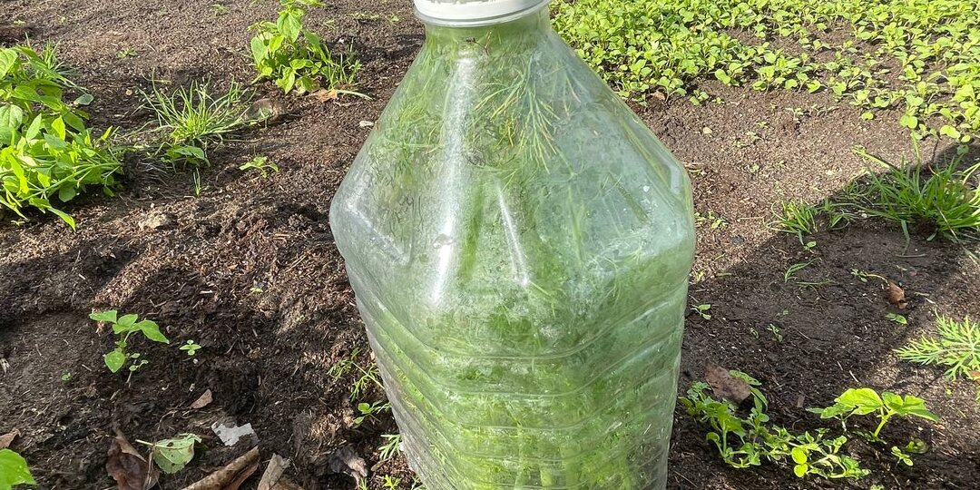 Сею укроп осенью под бутылку – и получаю быстрый урожай