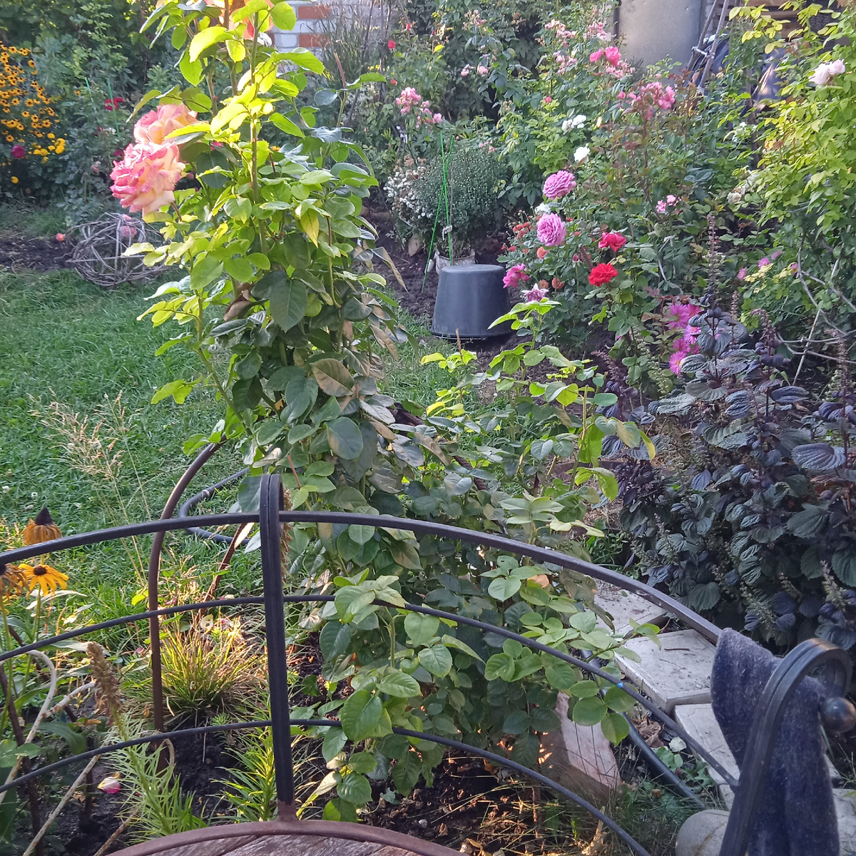 ведрами притеняю новинки