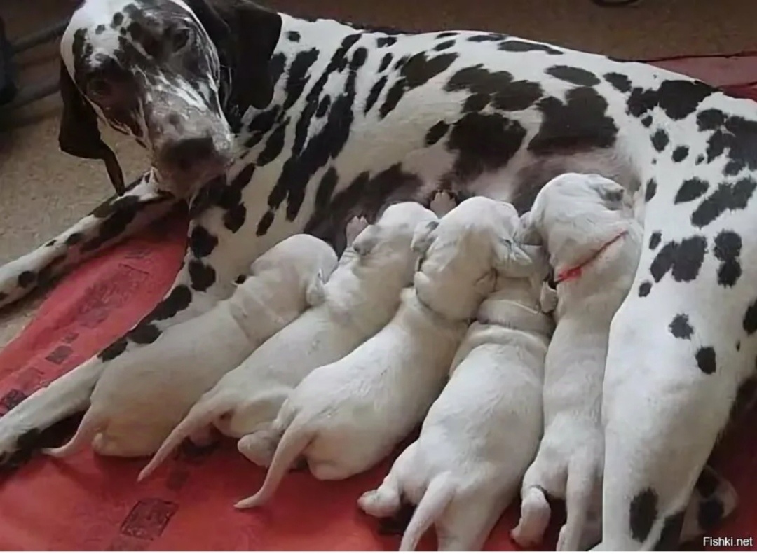 Фото из интернета