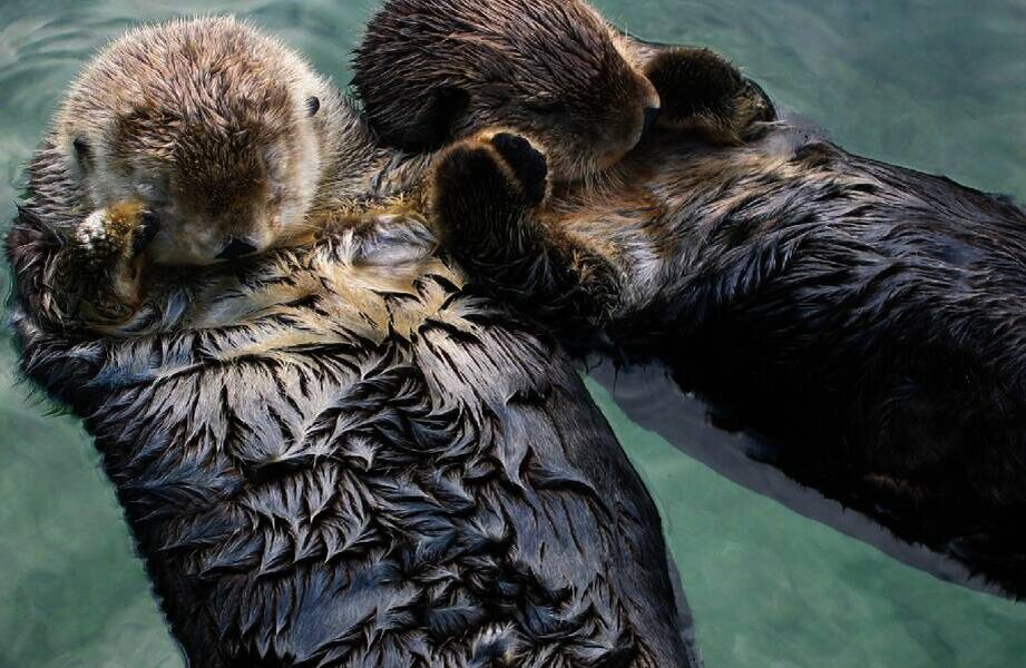    Фото: wikipedia.org