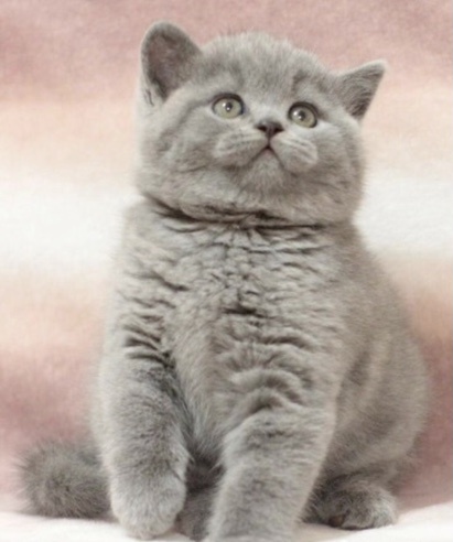 Сенечке 1,5 месяца 