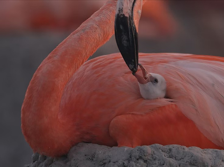 Кадр из фильма «Фламинго: жизнь после метеорита». Пресс-служба фестиваля
