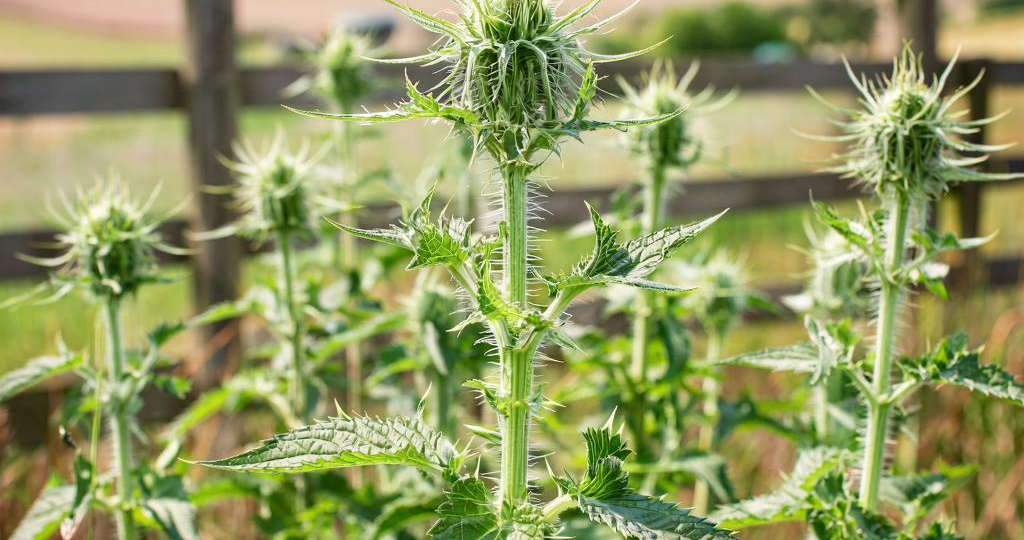 Крапива в огороде: 10 фактов, которые заставят вас по-новому взглянуть на сорняк