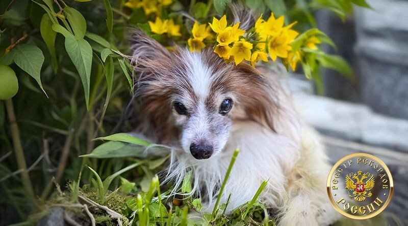     / Источник: Реестр рекордов России