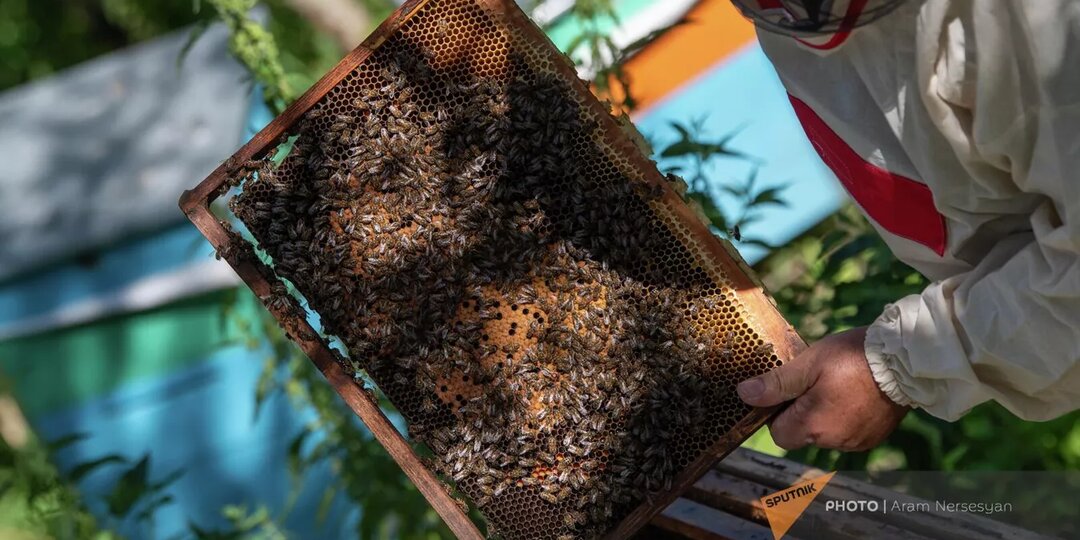 Массово гибнут пчелы в Мегри и других районах Армении: пчеловод о причинах