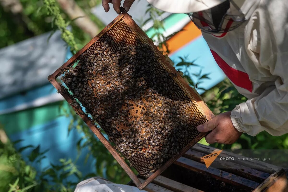 © Sputnik / Aram Nersesyan