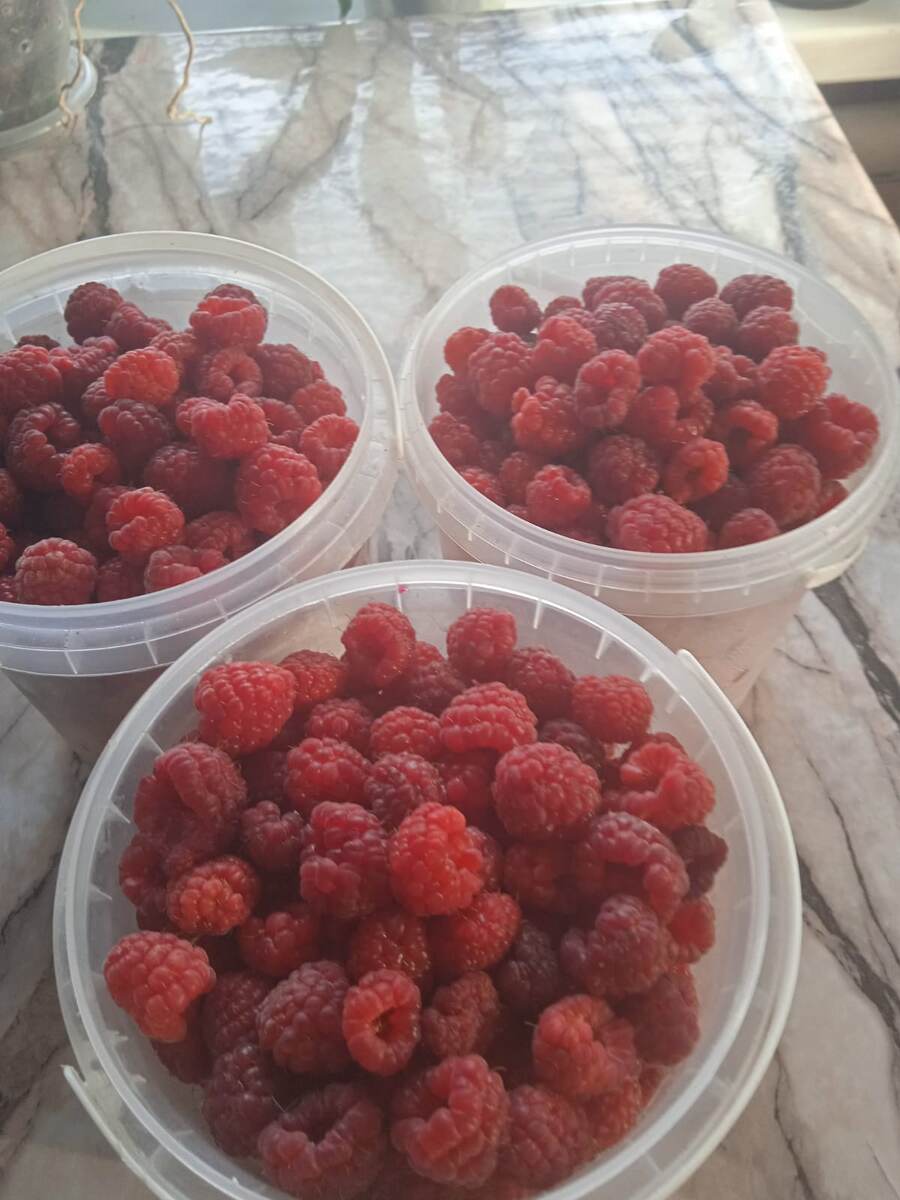 Подруга малину принесла, скорее всего в морозилку.