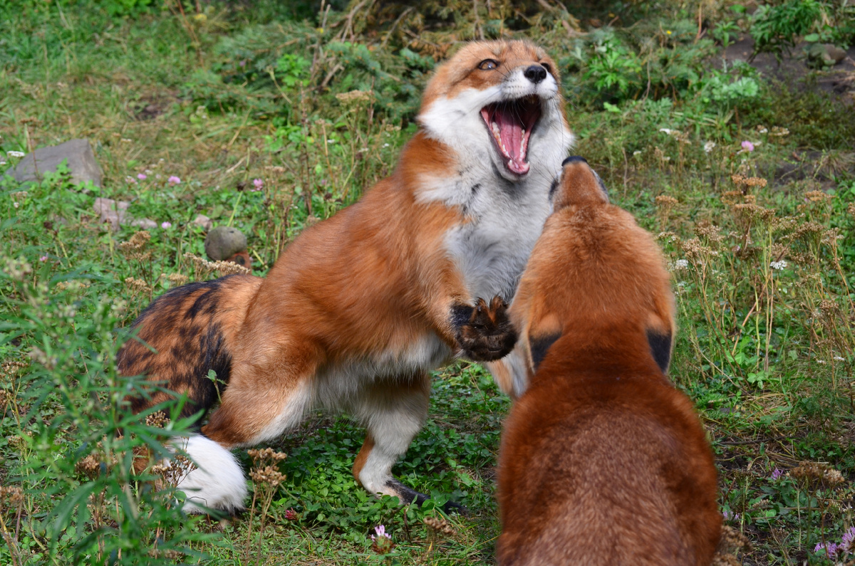 Лиса Василиса и Фокси (слева)