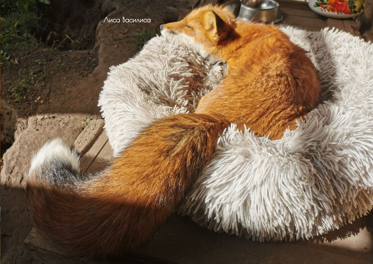 Лиса Василиса, 11 с половиной лет