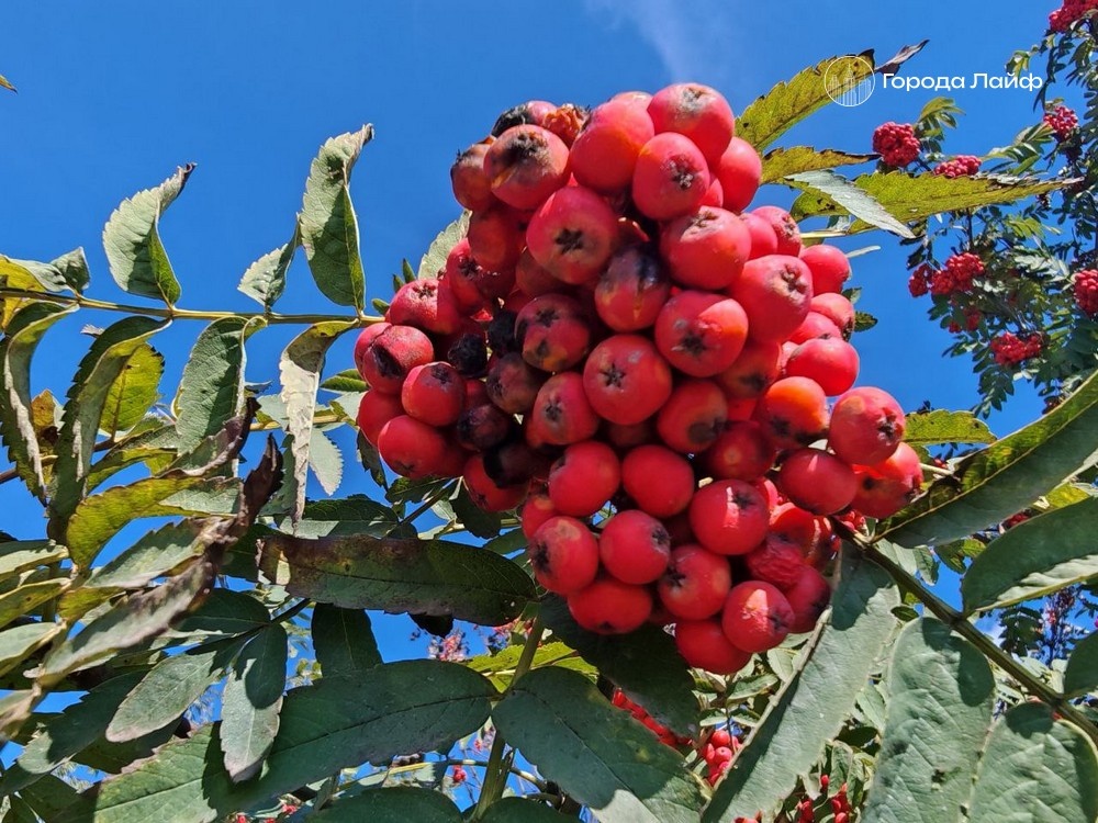     Фото: Города Лайф