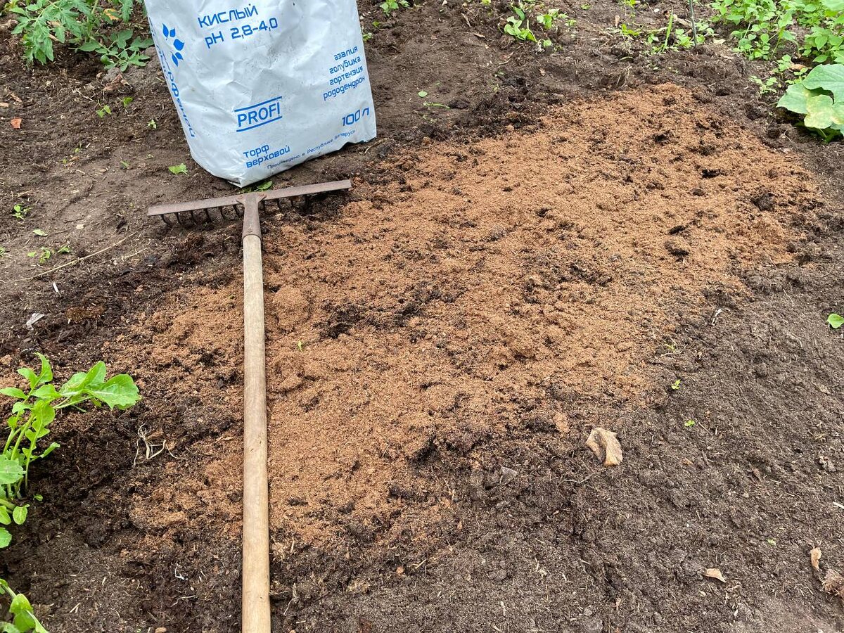 Кислый торф помогает вырастить хороший укроп на песчаной почве. Фото автора 