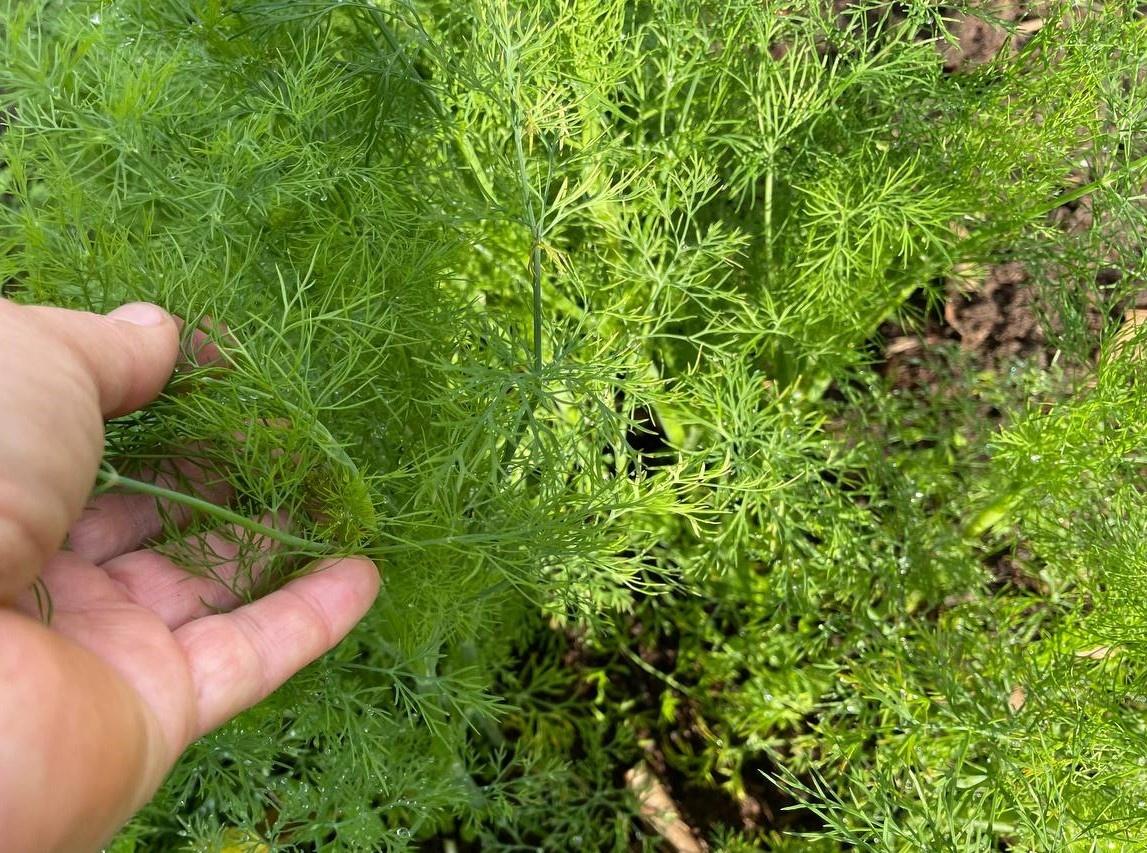 Укроп. Фото автора