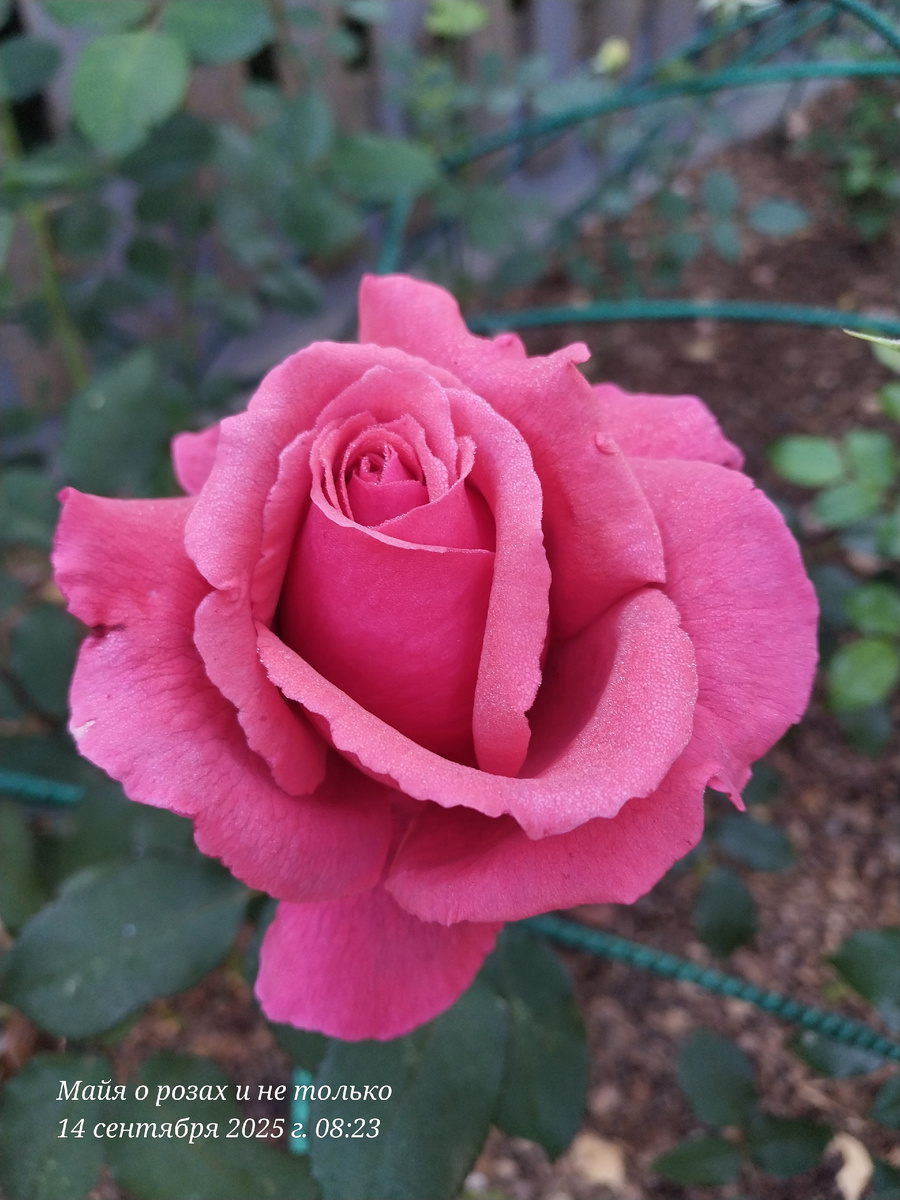 Дуфтвольке в утренней росе пленяет своим ароматом. 