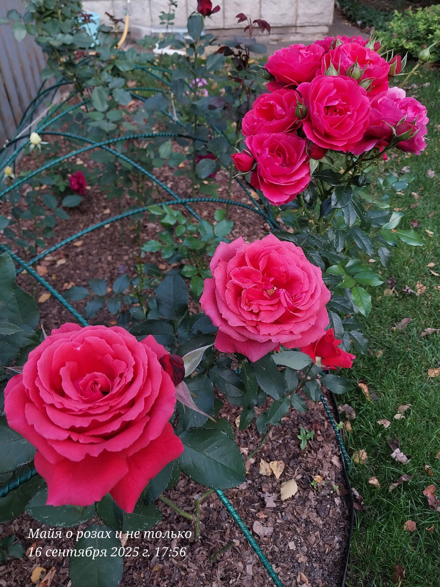 Дуфтвольке и Черри Гёрл. Снова зажигают красные. 