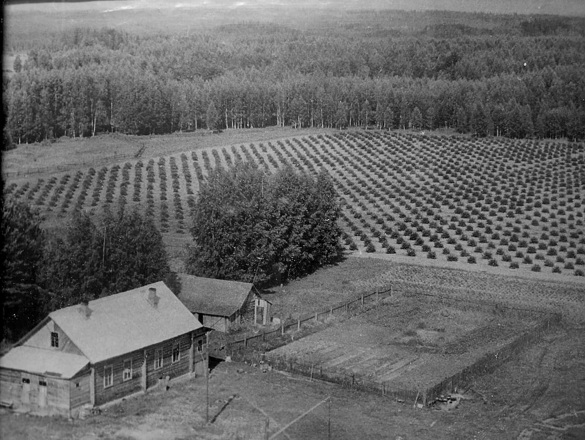 Так выглядел рябиновый сад в начале 60-х годов прошлого века. Площадь сада - 3 га.