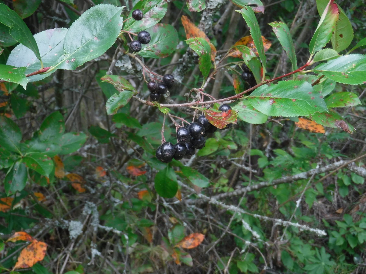 А растёт там вот это растение. Только не спешите кричать, я его знаю! Потому что не все могут назвать его правильно.